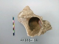 藏品(螺類)的圖片